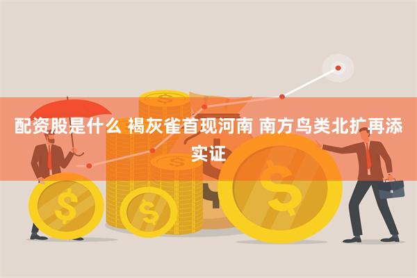 配资股是什么 褐灰雀首现河南 南方鸟类北扩再添实证